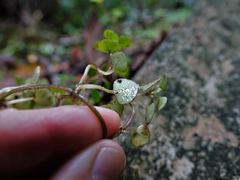 Nertera dichondrifolia