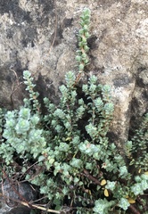 Pimelea urvilleana