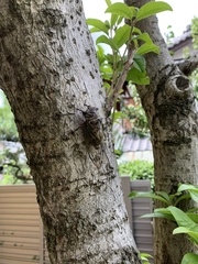 Cryptotympana facialis