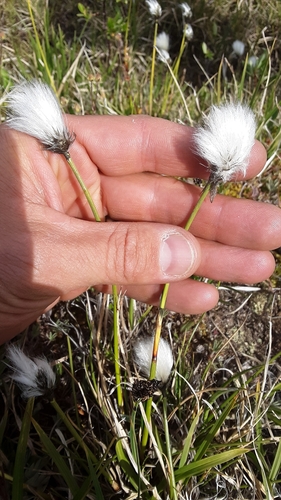 Image of Arctic Cottongrass (Eriophorum callitrix) by no rights reserved