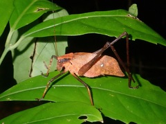 Mecopodinae