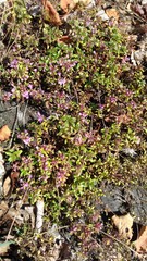 Thymus glabricaulis