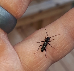 Neoclytus muricatulus