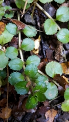 Epilobium pedunculare