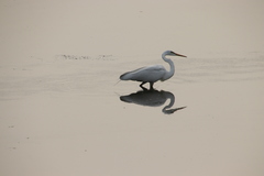 Ardea alba