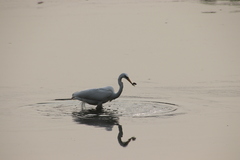Ardea alba