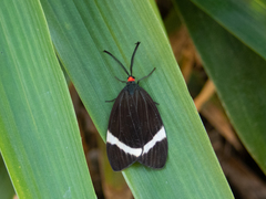 Pidorus