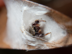 Harmochirus insulanus