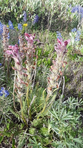 Image of Pedicularis cystopteridifolia by no rights reserved