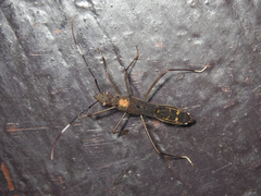 Marcius longirostris
