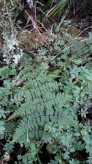 Hypolepis rufobarbata