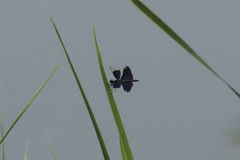 Rhyothemis fuliginosa