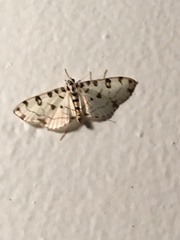 Conchylodes terminipuncta