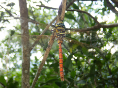 Anax aurantiacus