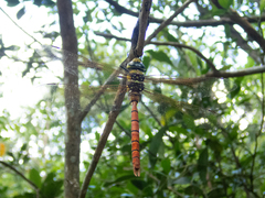 Anax aurantiacus