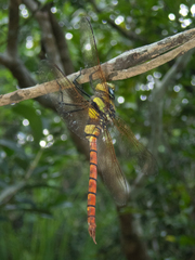 Anax aurantiacus
