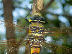 Anax aurantiacus