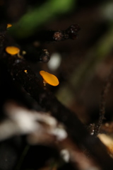 Dicephalospora rufocornea