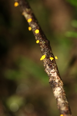 Dicephalospora rufocornea