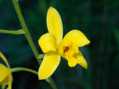 Spathoglottis pubescens