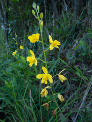 Spathoglottis pubescens