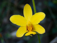 Spathoglottis pubescens
