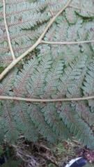 Cyathea colensoi