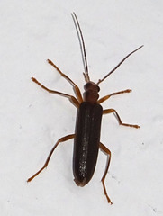 Nacerdes carniolica