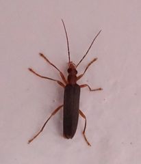 Nacerdes carniolica