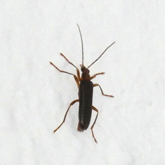 Nacerdes carniolica