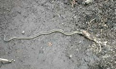 Thamnophis elegans elegans