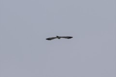 Accipiter soloensis
