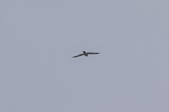 Accipiter soloensis