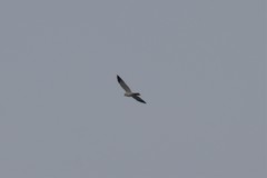 Accipiter soloensis