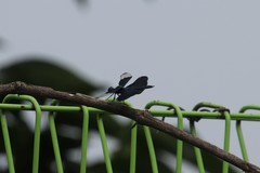 Rhyothemis fuliginosa