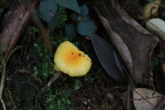 Russula flavida