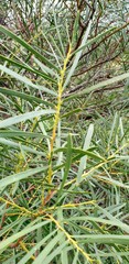 Acacia uncifolia