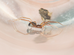 Phrurolithus