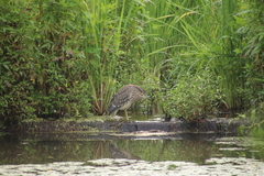 Nycticorax nycticorax