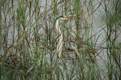 Ardea cinerea