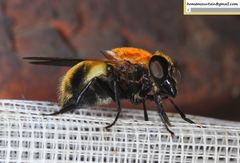 Volucella jeddona
