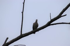 Streptopelia orientalis