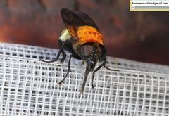 Volucella jeddona