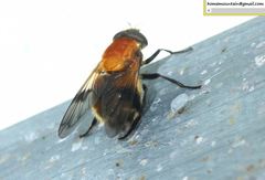 Volucella jeddona
