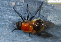 Volucella jeddona