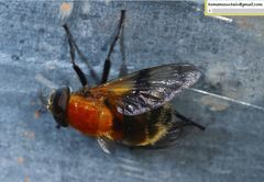 Volucella jeddona