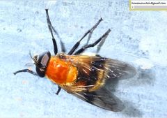 Volucella jeddona