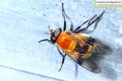 Volucella jeddona