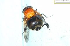 Volucella jeddona