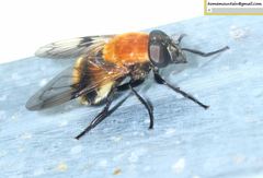 Volucella jeddona